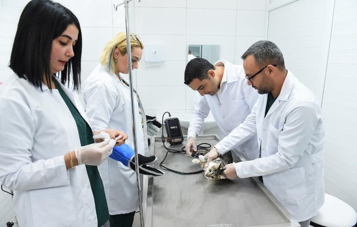 Sokak hayvanları kısırlaştırılıyor