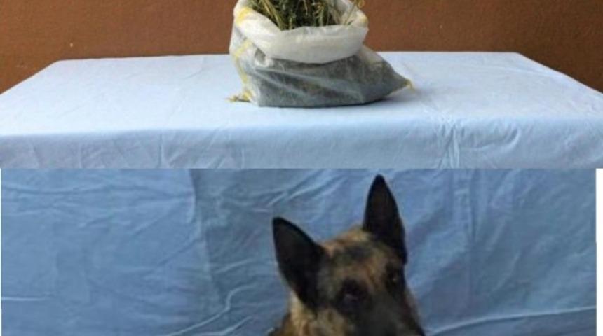 Uyuşturucuyu &rsquo;Canlı&rsquo; buldu