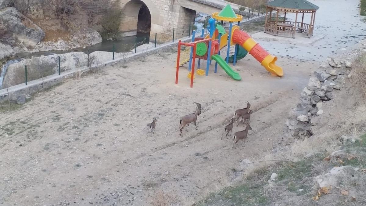 İl&ccedil;e merkezinde gezen yaban ke&ccedil;ileri yine g&ouml;r&uuml;nt&uuml;lendi