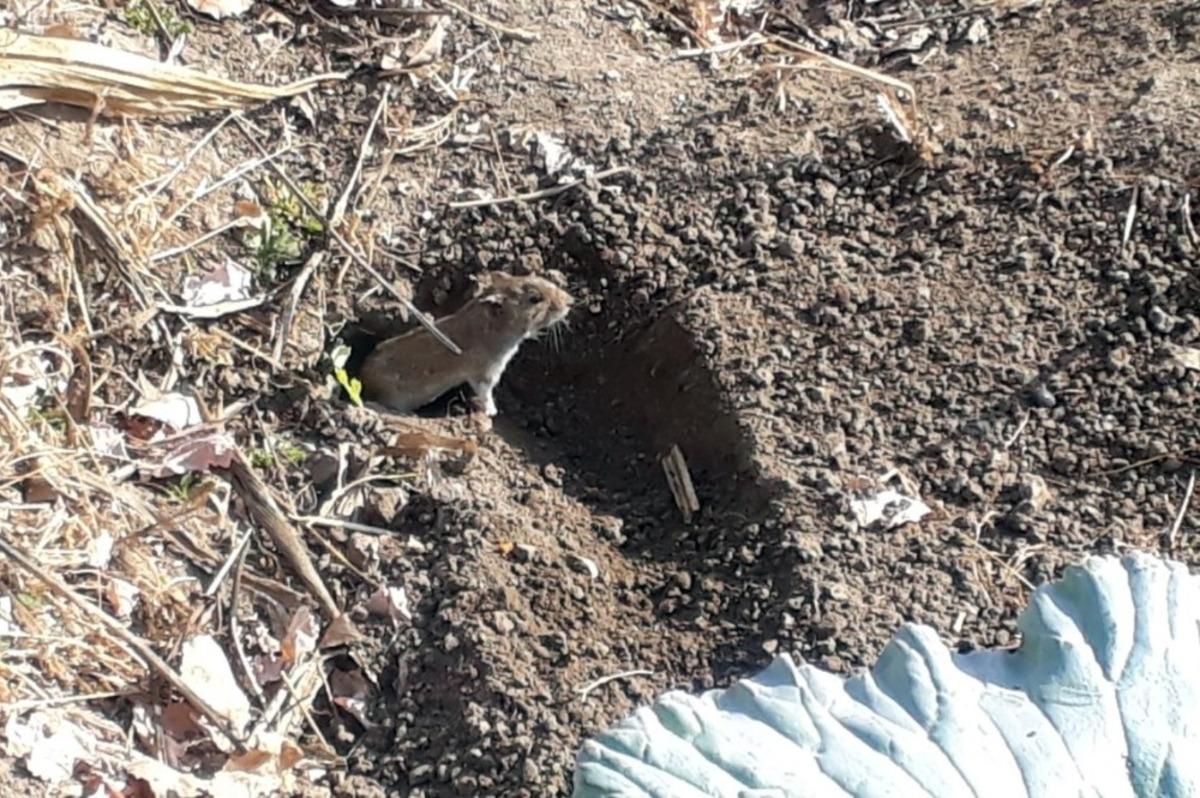 Tarla fareleri &ccedil;ift&ccedil;inin kabusu oldu