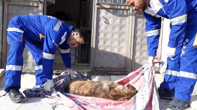 Hakkari’de sokak hayvanları emin ellerde