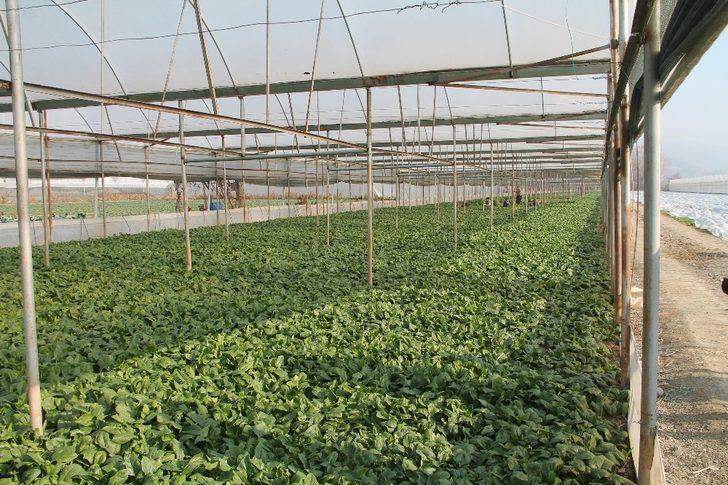 Ispanak, Amasya’da güven tazeledi G1