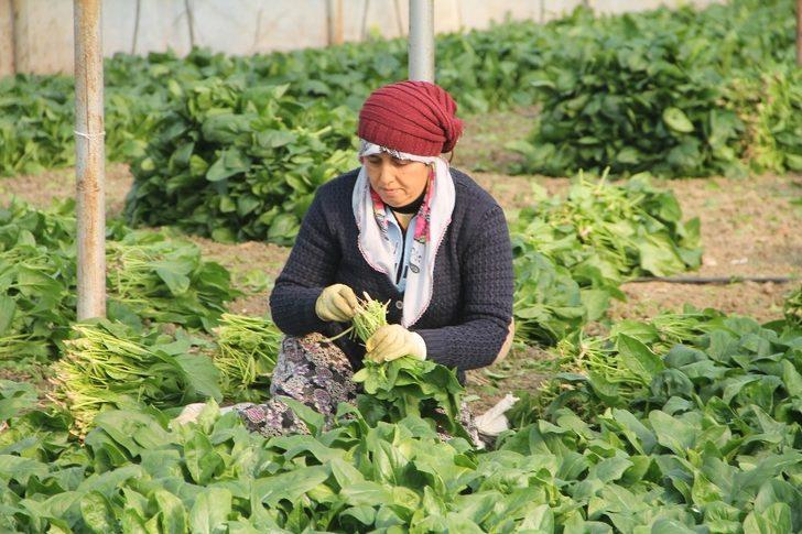 Ispanak, Amasya’da güven tazeledi G2