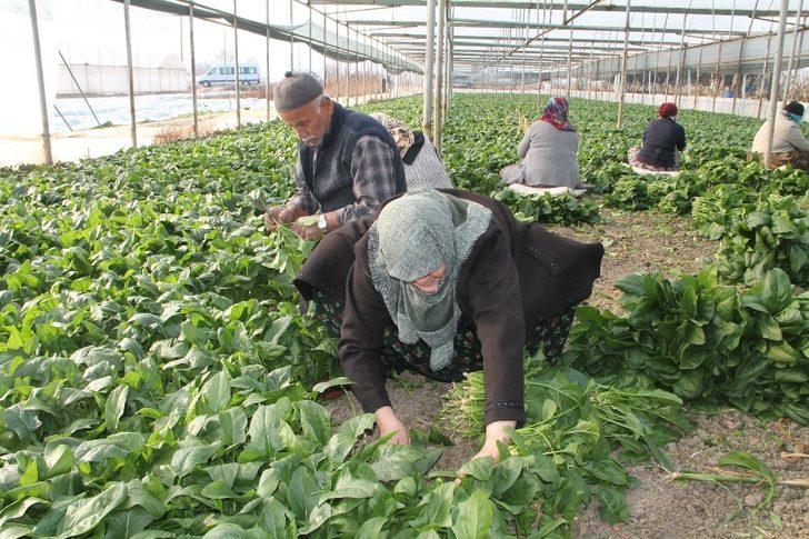Ispanak, Amasya’da güven tazeledi G3
