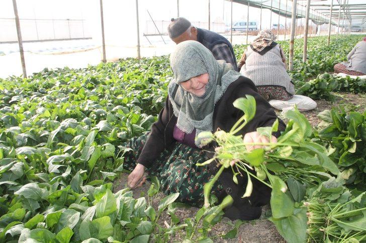 Ispanak, Amasya’da güven tazeledi G4