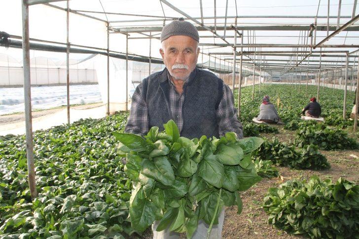 Ispanak, Amasya’da güven tazeledi G5