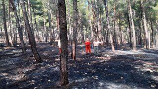 Kahramanmaraş'ta çıkan orman yangınında 2 hektar alan zarar gördü