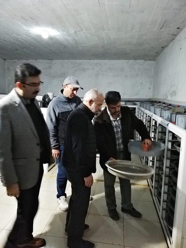 Harran Üniversitesinden alabalık üreticilerine teknik destek