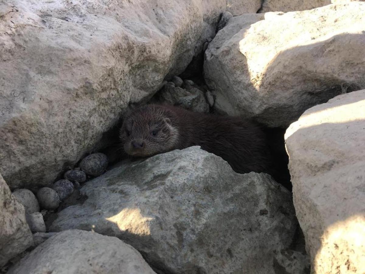 Yavru su samuru doğal ortamına bırakıldı