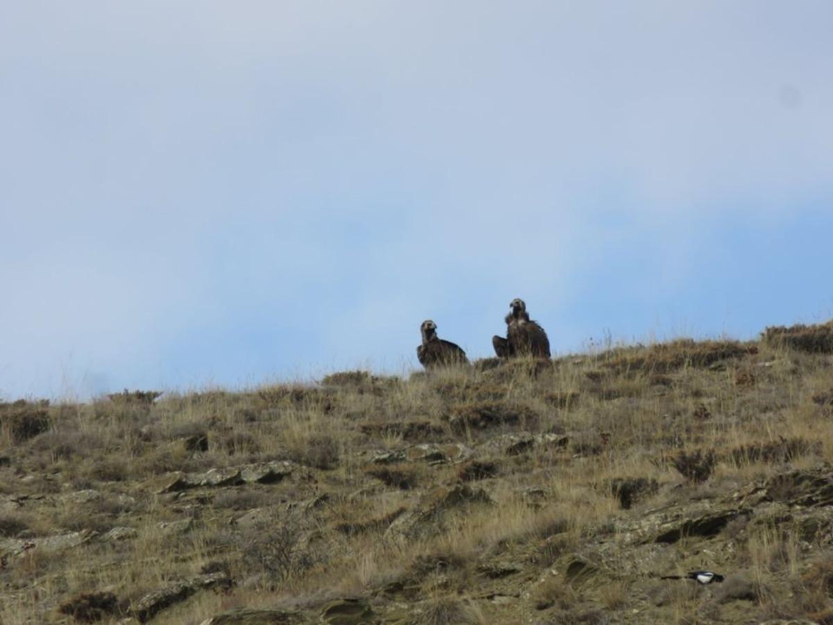 Nesli tehlike altında olan Kara Akbabalar Bayburt&rsquo;ta g&ouml;r&uuml;nt&uuml;lendi