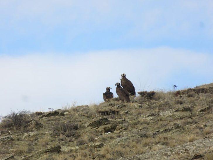 Nesli tehlike altında olan Kara Akbabalar Bayburt’ta görüntülendi G2