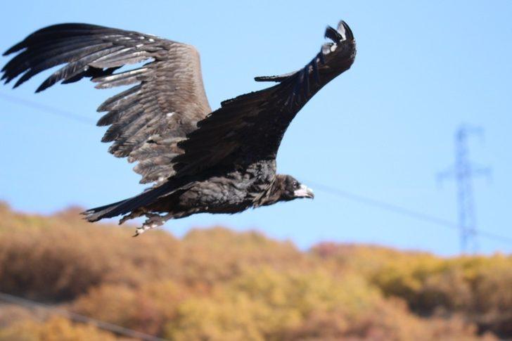 Nesli tehlike altında olan Kara Akbabalar Bayburt’ta görüntülendi G1