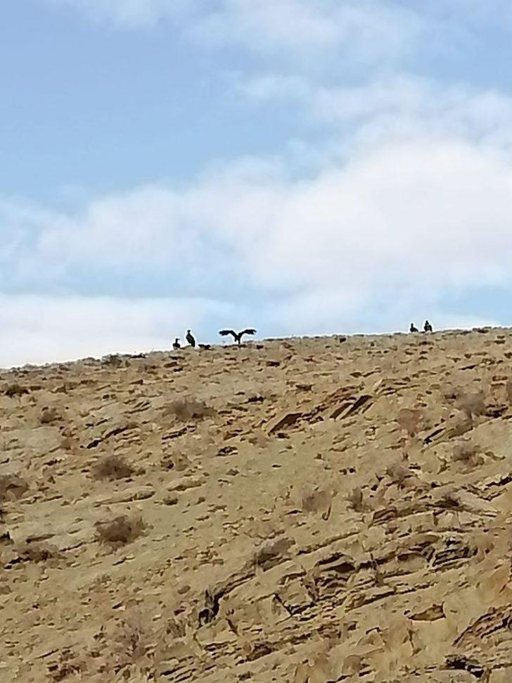 Nesli tehlike altında olan Kara Akbabalar Bayburt’ta görüntülendi G4