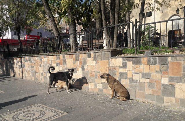 Silvan’da başıboş köpekler vatandaşları tedirgin ediyor