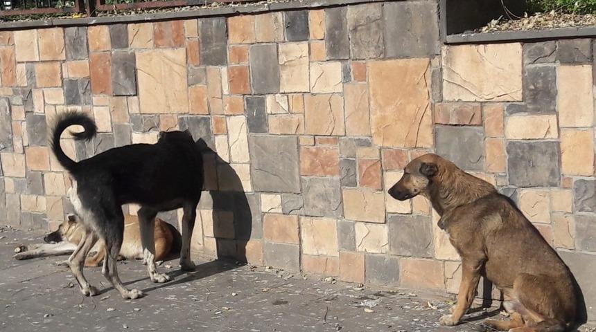 Silvan&rsquo;da başıboş k&ouml;pekler vatandaşları tedirgin ediyor