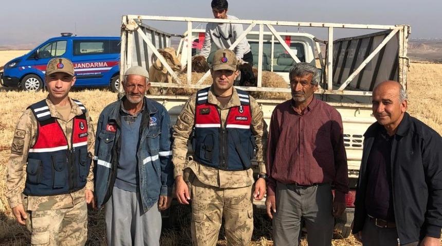 Kaybolan koyunları jandarma ekipleri buldu