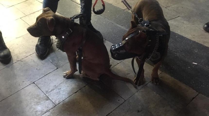 Yasaklı k&ouml;peklere el konulup sahiplerine 15 bin 604 lira ceza kesildi