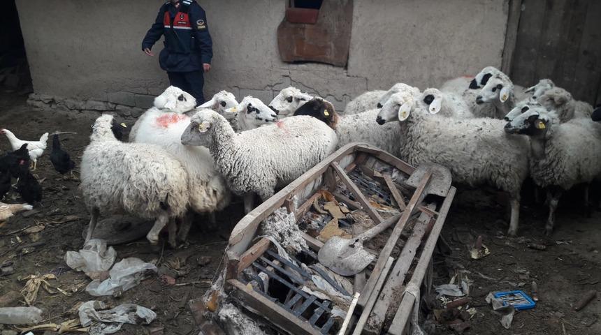 Küçükbaş hayvanları çalan hırsızlar bakın yakayı nasıl ele verdi!