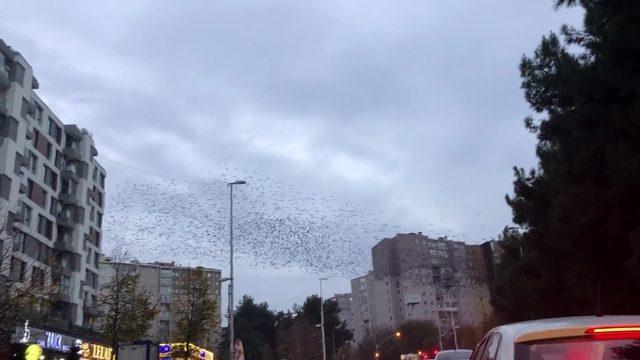 Sığırcıkların İstanbul semalarında görsel şöleni