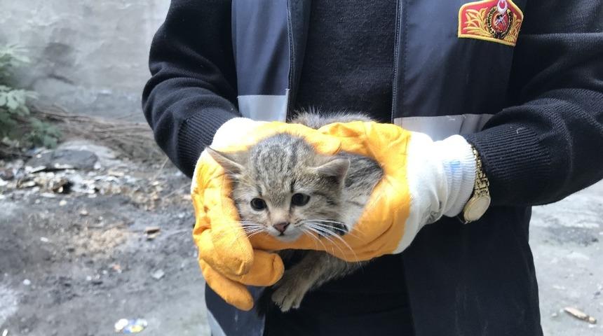 Yavru kedi özgürlüğüne kavuştu