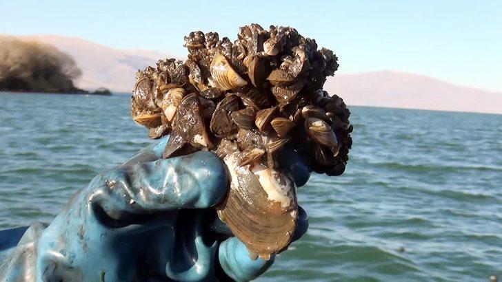 'Zebra midye', Çıldır Gölü'nü de tehdit ediyor G1