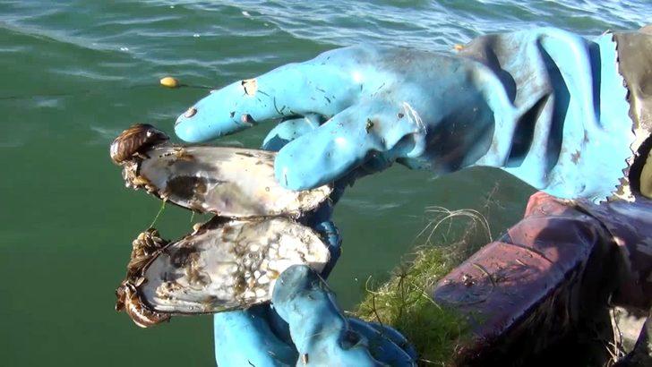 'Zebra midye', Çıldır Gölü'nü de tehdit ediyor G4