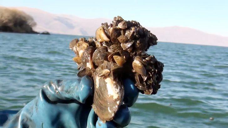 'Zebra midye', Çıldır Gölü'nü de tehdit ediyor G5