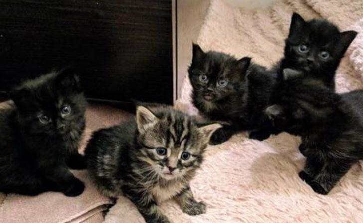 Kedi yavrularını soğuktan korumak için yaptığı yürekleri ısıttı! G2