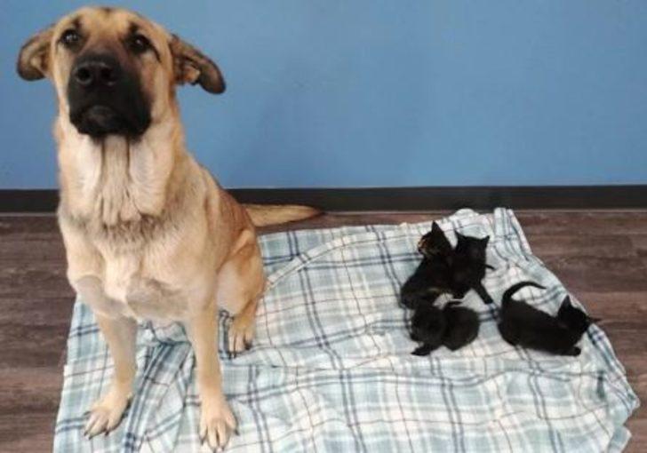 Kedi yavrularını soğuktan korumak için yaptığı yürekleri ısıttı! G4