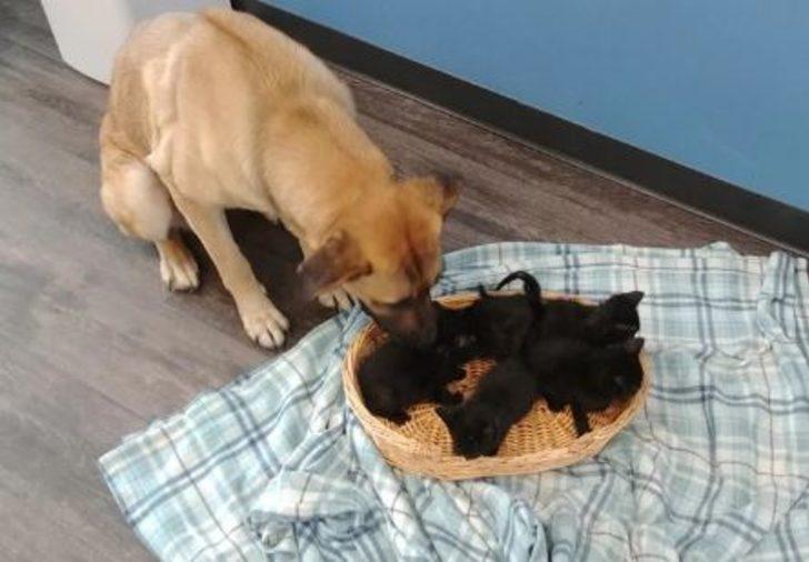 Kedi yavrularını soğuktan korumak için yaptığı yürekleri ısıttı! G5