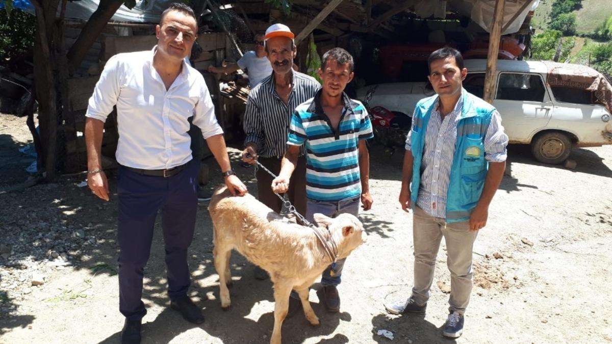 Yeni doğan buzağılar i&ccedil;in devlet desteği