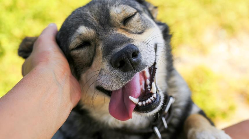 Yavru k&ouml;peğin elini yaladığı adam hayatını kaybetti