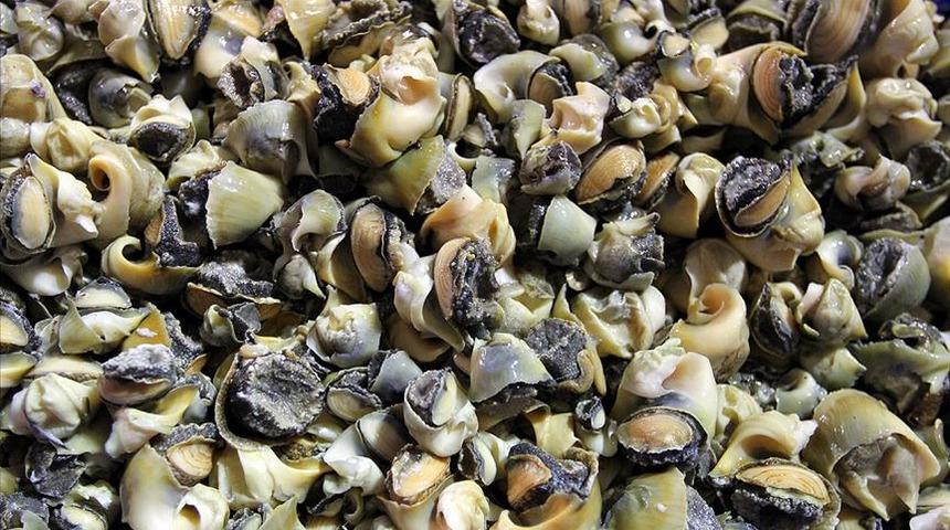  Türkiye'den 6 ülkeye 18 milyon dolarlık deniz salyangozu ihracatı