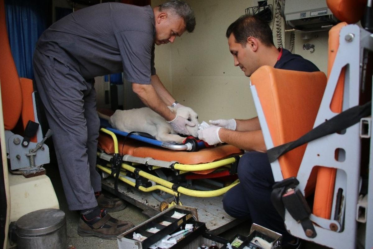 Yaralı ve bakıma muhta&ccedil; sokak ayvanları i&ccedil;in 7/24 ambulans hizmeti