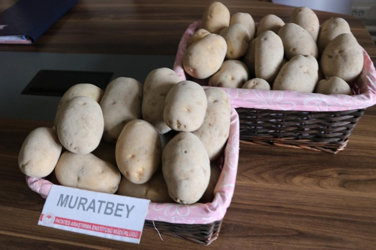 Milli patates &ccedil;eşitleri Leventbey ve Muratbey tarla yolunda