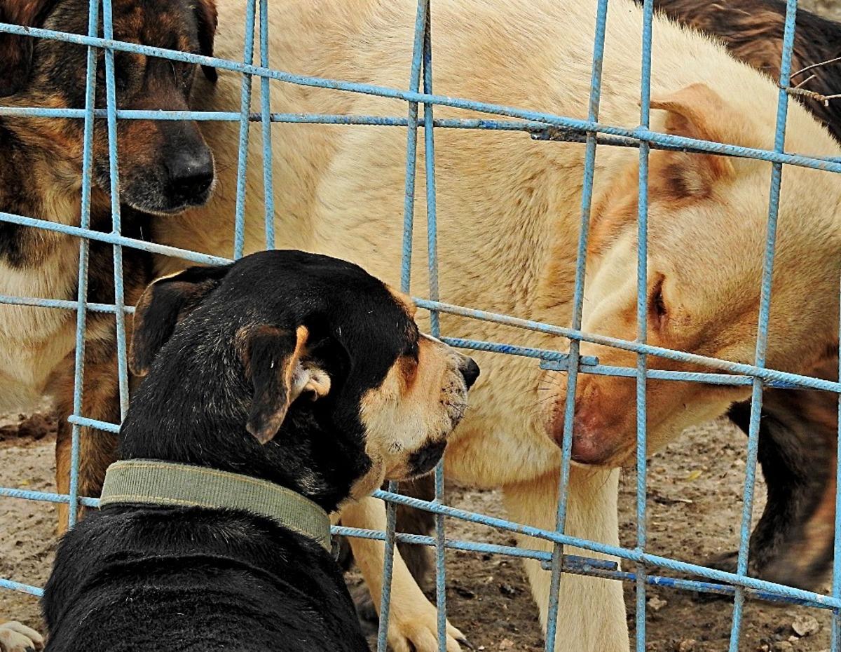 &Ccedil;eşmeli hayvanseverlerin isteği merkezi yerde klinik