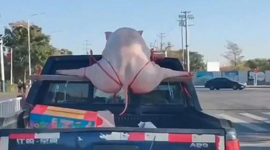 G String'li domuz görenleri şoke etti!