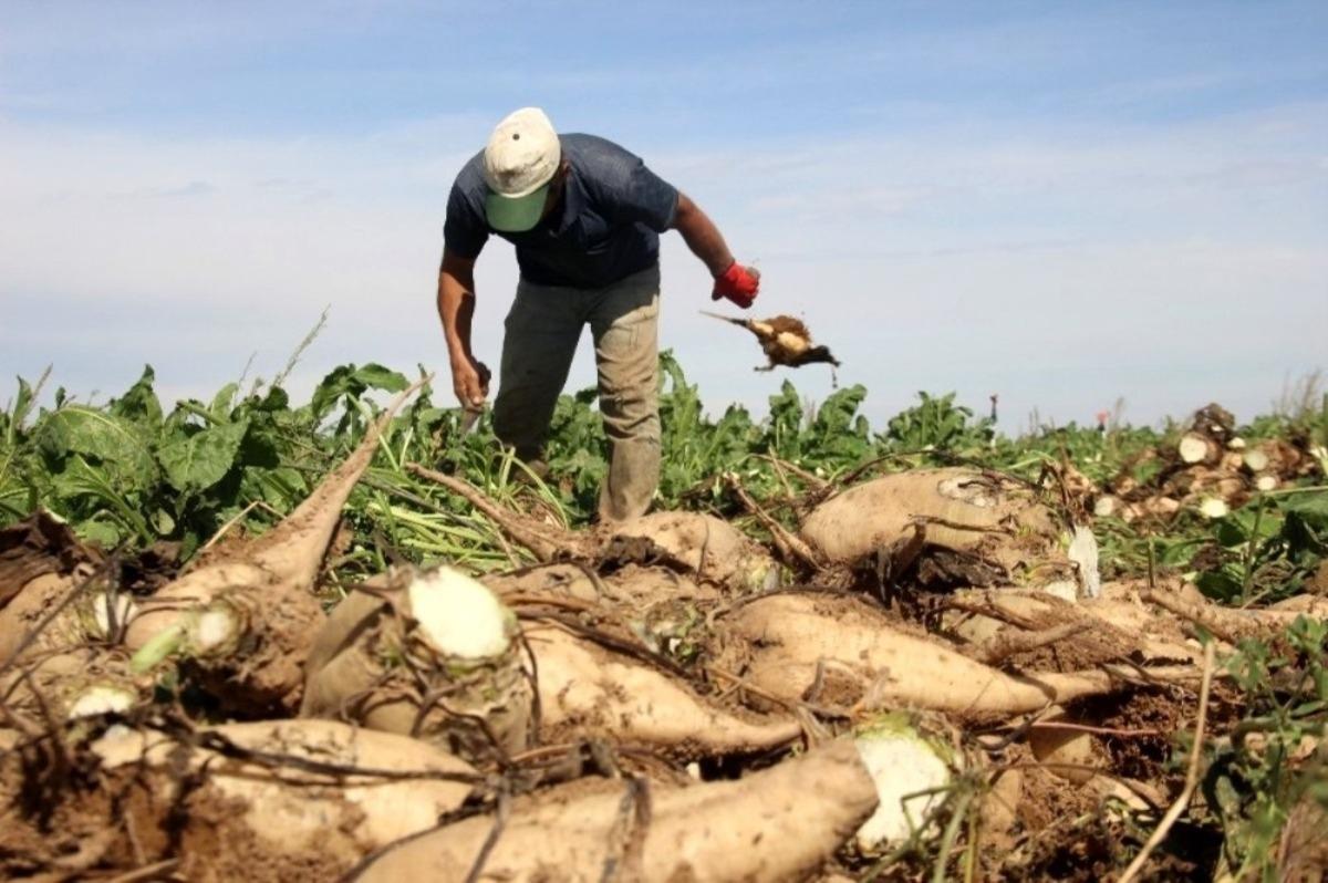 Şeker pancarında y&uuml;ksek rekolte y&uuml;zleri g&uuml;ld&uuml;rd&uuml;