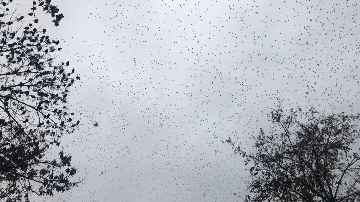 Konya&rsquo;da sığırcık kuşlarının g&ouml;ky&uuml;z&uuml;ndeki dansı mest etti