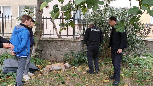 Okul bahçesinde köpeği bıçakladılar