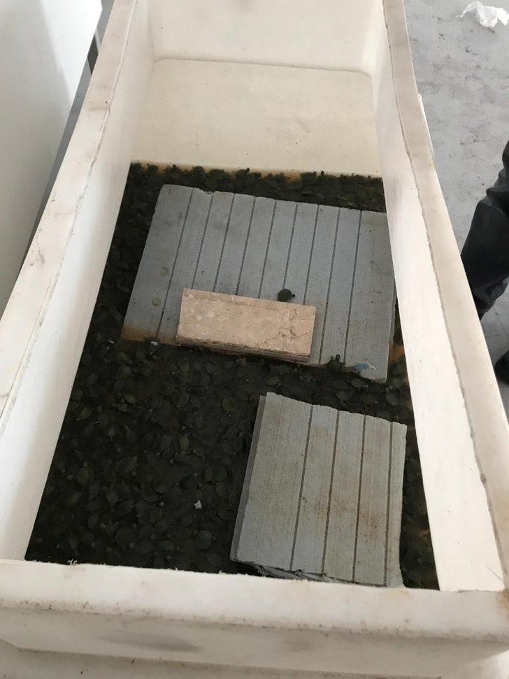 Sınır kapısında yakalandılar! 3 bin 400 su kaplumbağasını pizza kutularına saklamışlar G2