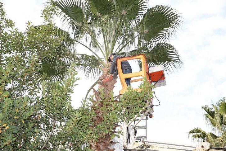 Seyhan’da budama, bakım-onarım, yenileme çalışmaları G1