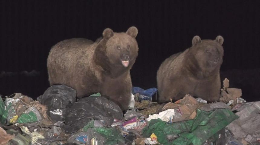 Yiyecek bulamayan boz ayılar çöplüğün müdavimi oldu