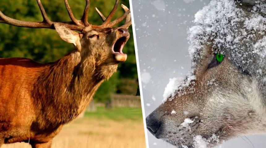 Sizce videodaki ses kime ait? Kurt mu geyik mi?