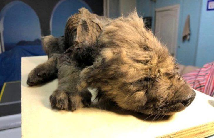 Dünyanın en soğuk yerinde bulundu! 18 bin yıl boyunca böyle kalmış G2