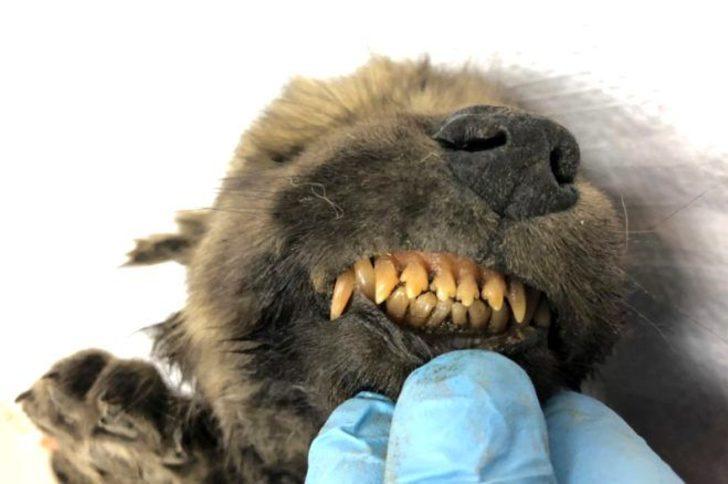 Dünyanın en soğuk yerinde bulundu! 18 bin yıl boyunca böyle kalmış G3