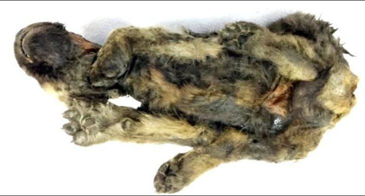 Dünyanın en soğuk yerinde bulundu! 18 bin yıl boyunca böyle kalmış G4