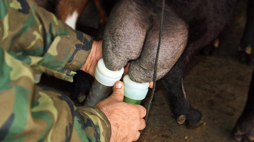 Prof. Dr. Koluman: Süt kansere neden oluyor diyenlere inanmayın