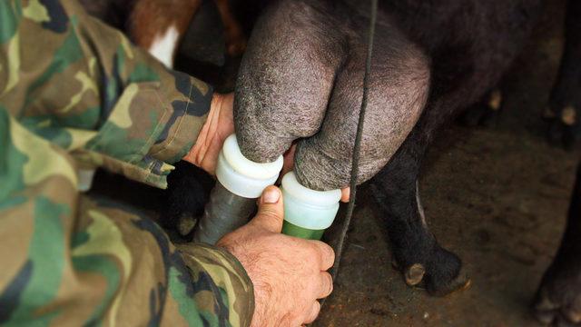 Prof. Dr. Koluman: Süt kansere neden oluyor diyenlere inanmayın
