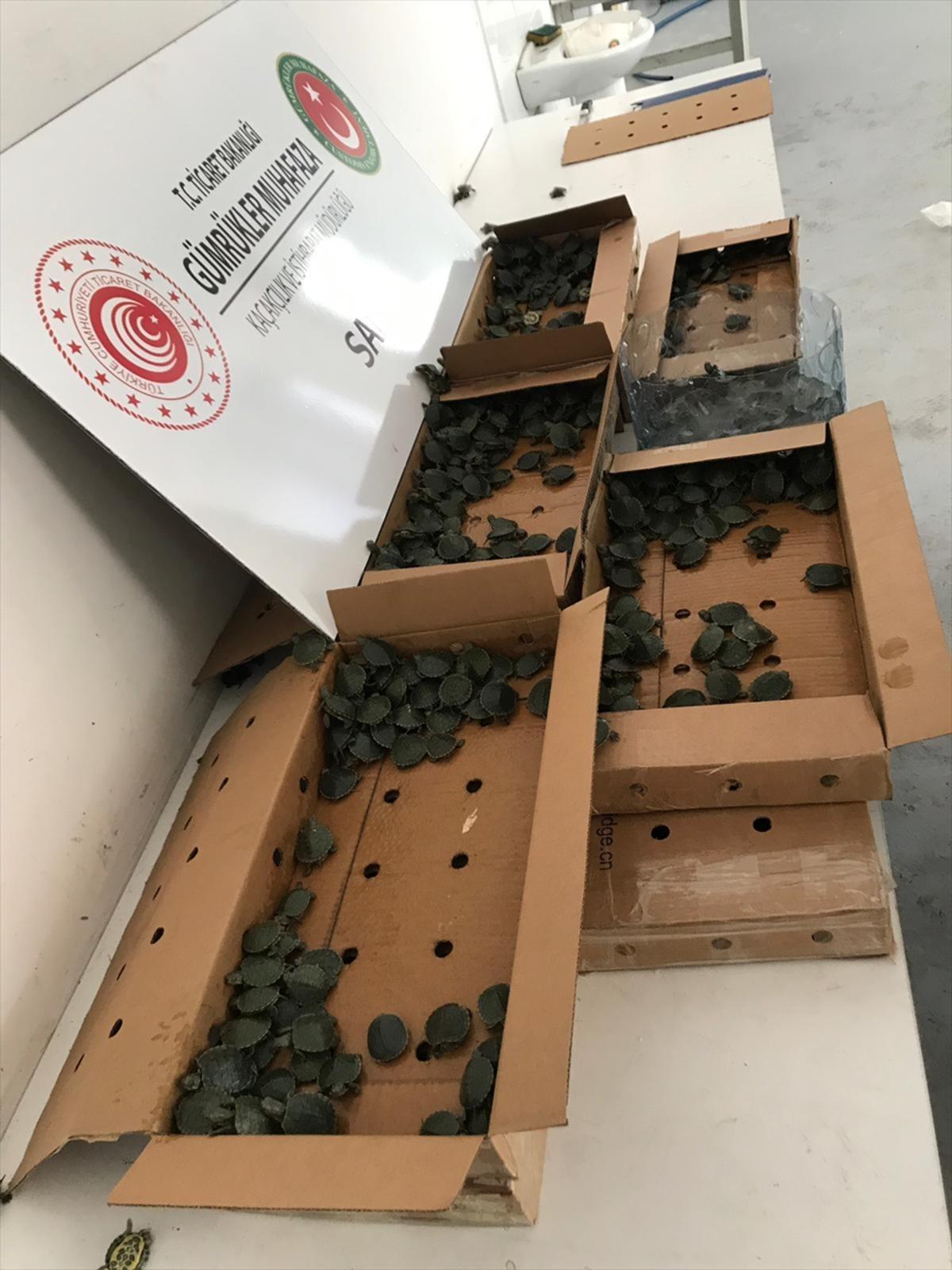 T&uuml;rkiye'ye ka&ccedil;ak yollarla su kaplumbağası sokarken yakalandı